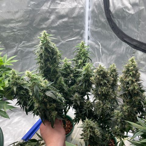 GG Auto Gen2 #1 growlog timeline photo