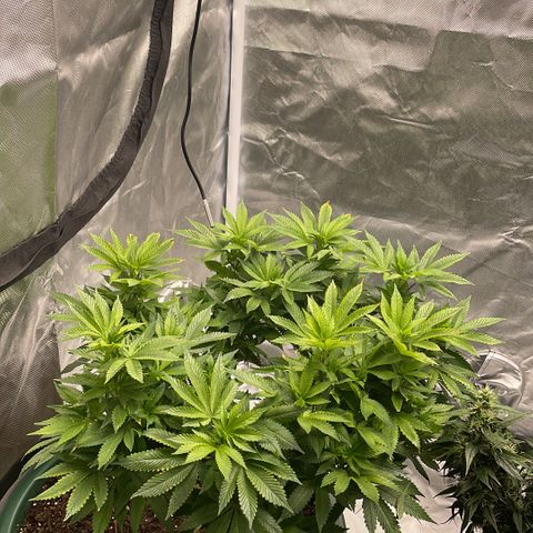 Elizabeth Blackwell growlog timeline photo