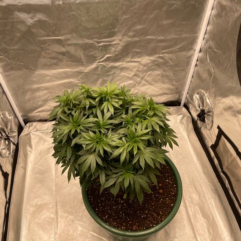 Elizabeth Blackwell growlog photo: Aded trellis, cleaned tent, changed light to 12/12