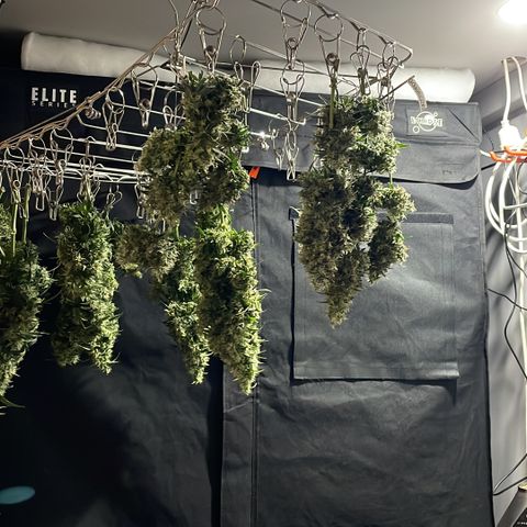 GG Auto Gen2 #1 growlog timeline photo
