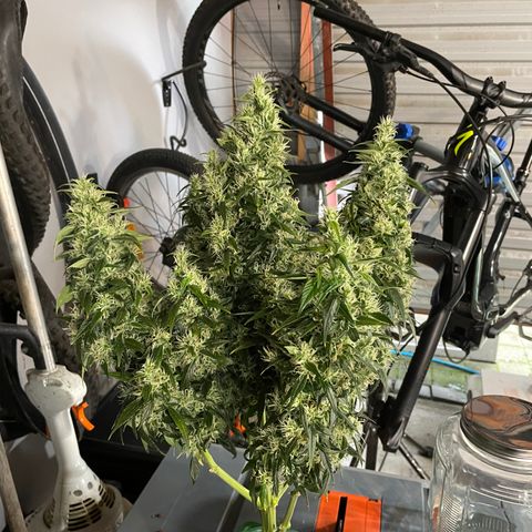 GG Auto Gen2 #1 growlog timeline photo