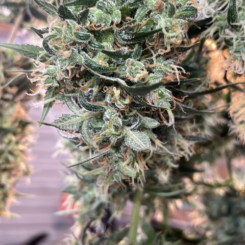 GG Auto Gen2 #1 growlog timeline photo