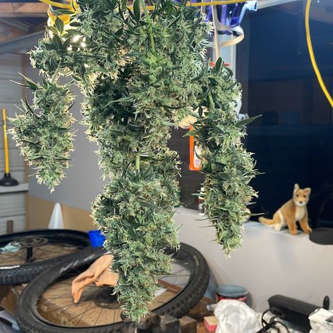 GG Auto Gen2 #1 growlog timeline photo
