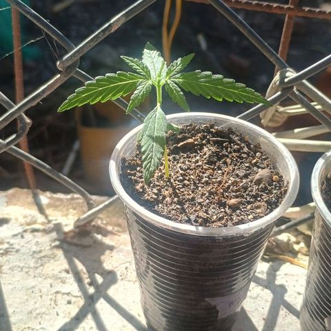 Mango Biche #1 growlog timeline photo