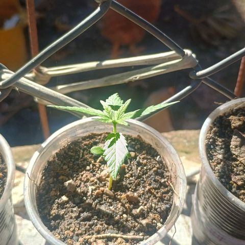 Mango biche #6 growlog timeline photo
