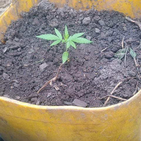 Mango biche #6 growlog photo: Transplante el 19 de junio. Crece de buena manera, con luz directa e indirecta del sol durante 12-14h al día. 