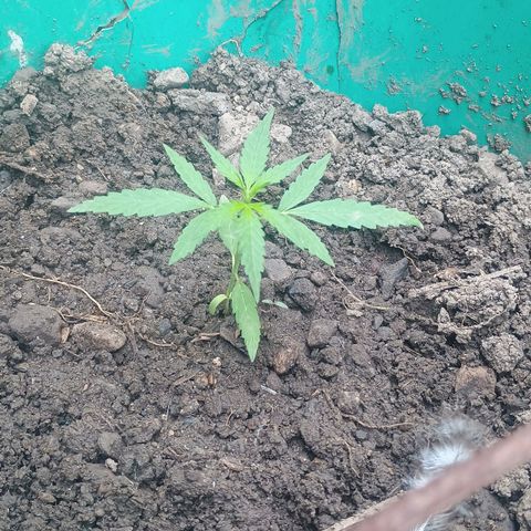 Mango Biche #1 growlog photo: Con transplante el 19 de junio, crece vigorosa y fuerte. Con 12-14 horas de luz directa e indirecta al día. 