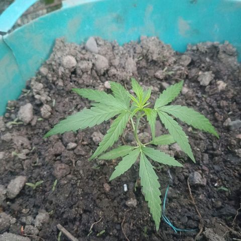 Mango Biche #1 growlog timeline photo