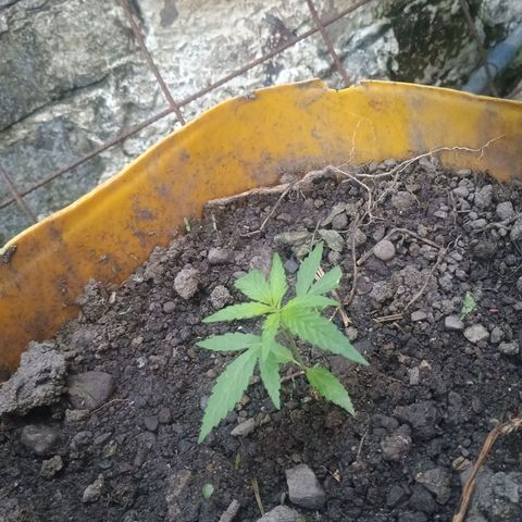 Mango biche #6 growlog timeline photo