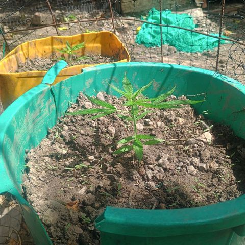 Mango Biche #1 growlog timeline photo