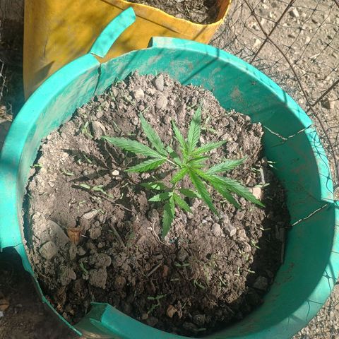 Mango Biche #1 growlog timeline photo