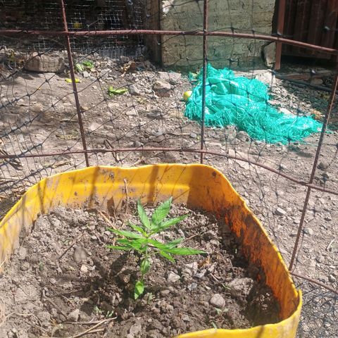 Mango biche #6 growlog timeline photo