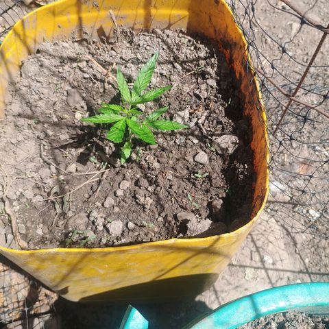 Mango biche #6 growlog timeline photo