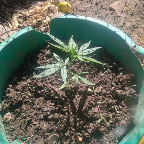 Mango Biche #1 growlog timeline photo