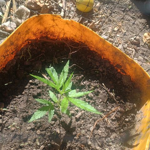 Mango biche #6 growlog timeline photo