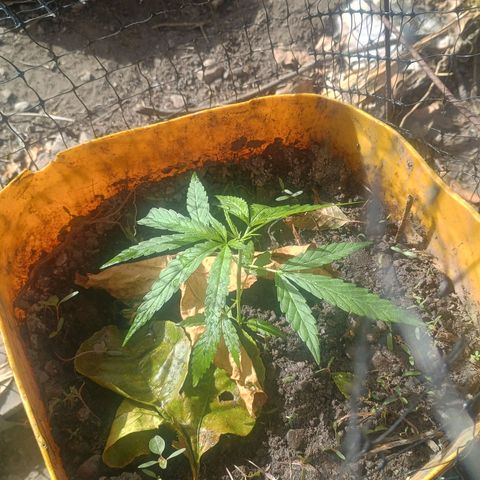 Mango biche #6 growlog timeline photo