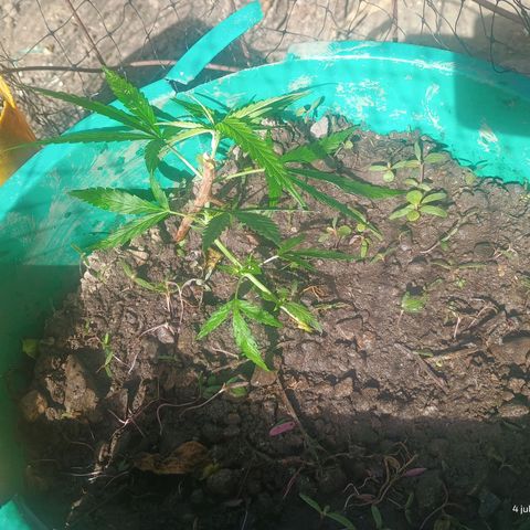 Mango Biche #1 growlog photo: Begin to Low stress training 