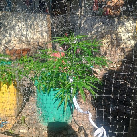 Mango Biche #1 growlog photo: Crece hermosamente 