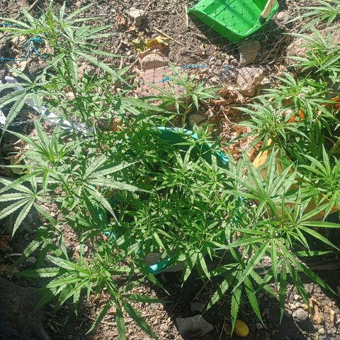 Mango Biche #1 growlog photo: Crece hermosamente 