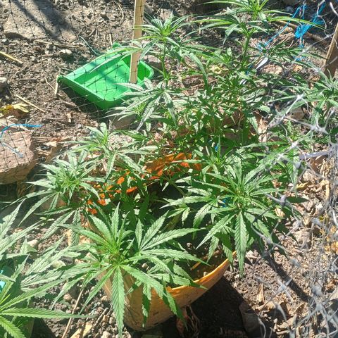 Mango biche #6 growlog timeline photo