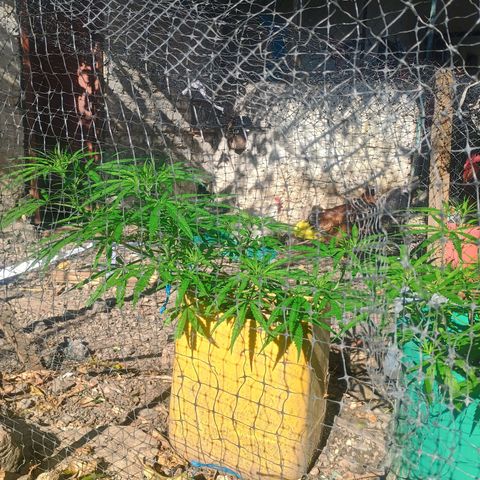 Mango biche #6 growlog timeline photo