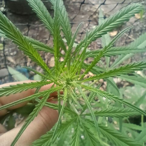 Mango Biche #1 growlog photo: Comienzo de floración con lst desde vegetativo