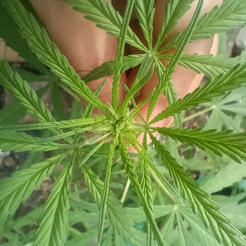 Mango Biche #1 growlog photo: Comienzo de floración con lst desde vegetativo