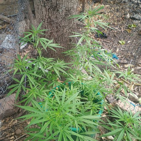 Mango Biche #1 growlog photo: Comienzo de floración con lst desde vegetativo