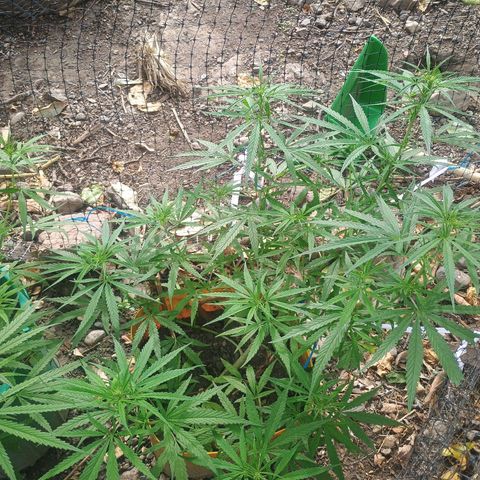 Mango biche #6 growlog photo: Inicio de floración 