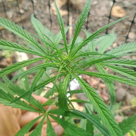 Mango biche #6 growlog photo: Inicio de floración 