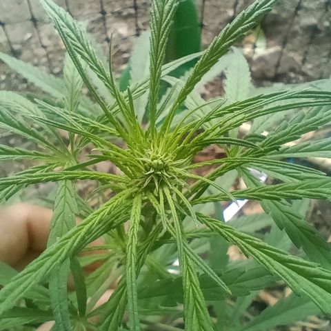 Mango biche #6 growlog photo: Inicio de floración 