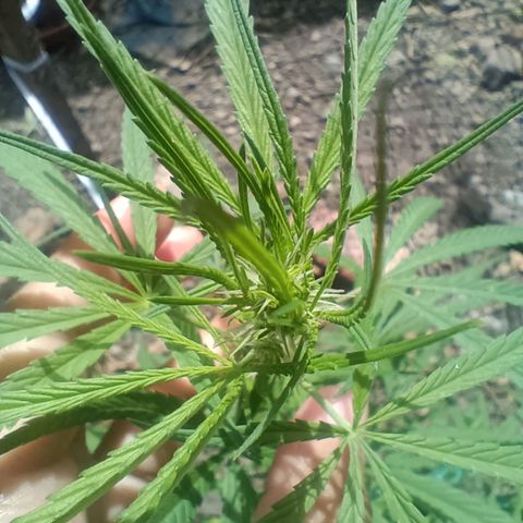 Mango Biche #1 growlog timeline photo