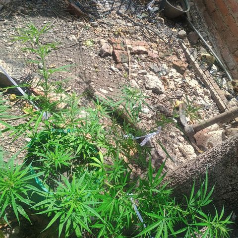 Mango Biche #1 growlog timeline photo