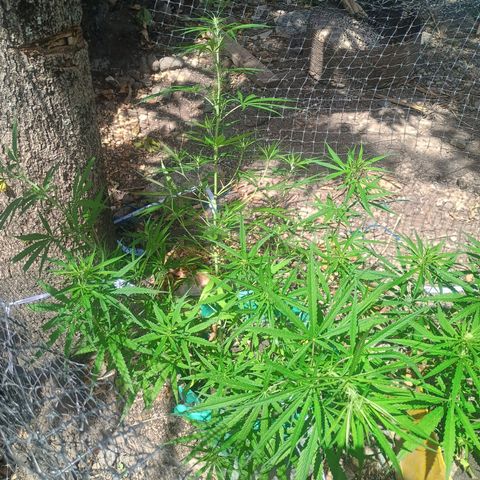 Mango Biche #1 growlog timeline photo