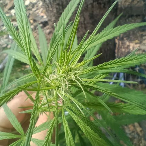 Mango Biche #1 growlog timeline photo