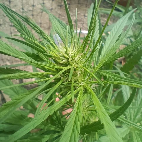 Mango biche #6 growlog timeline photo