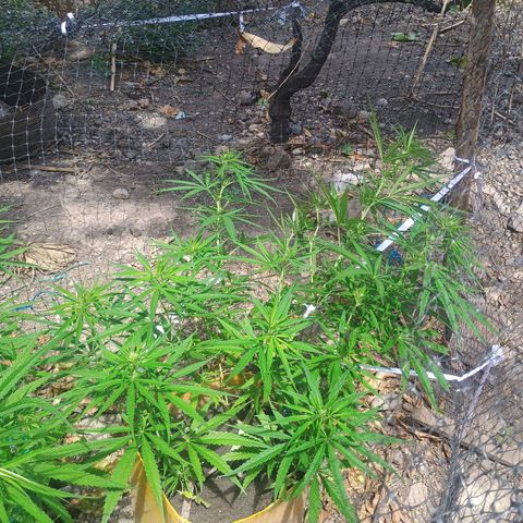 Mango biche #6 growlog timeline photo