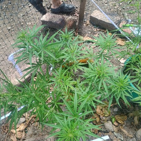 Mango biche #6 growlog timeline photo