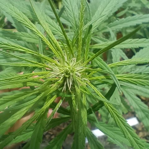 Mango biche #6 growlog timeline photo