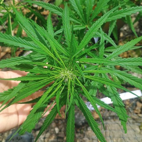 Mango biche #6 growlog timeline photo