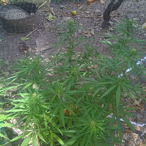 Mango biche #6 growlog timeline photo