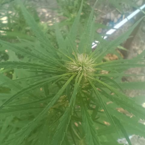 Mango biche #6 growlog timeline photo