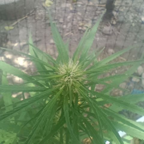 Mango biche #6 growlog timeline photo