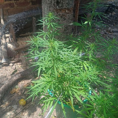 Mango Biche #1 growlog timeline photo
