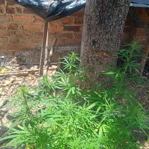 Mango Biche #1 growlog timeline photo
