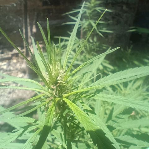 Mango Biche #1 growlog timeline photo