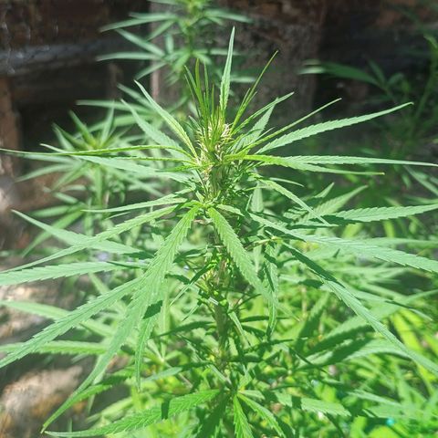 Mango Biche #1 growlog timeline photo