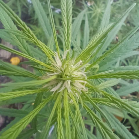 Mango Biche #1 growlog photo: Riego nocturno con jabón potásico, tierra de diatomeas y extracto de Neem 