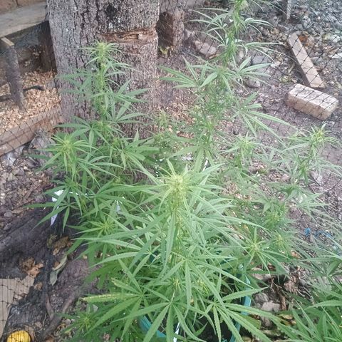 Mango Biche #1 growlog photo: Riego nocturno con jabón potásico, tierra de diatomeas y extracto de Neem 
