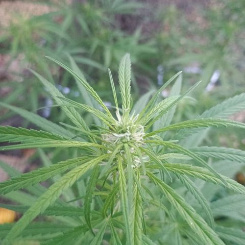 Mango Biche #1 growlog photo: Riego nocturno con jabón potásico, tierra de diatomeas y extracto de Neem 